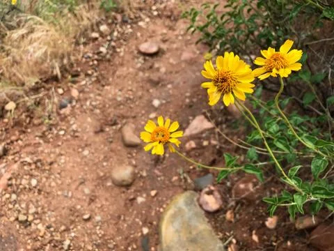 Wildflowers in Zion Stock Photos