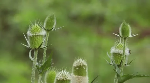 Wildflowers1 스톡 동영상 12625053