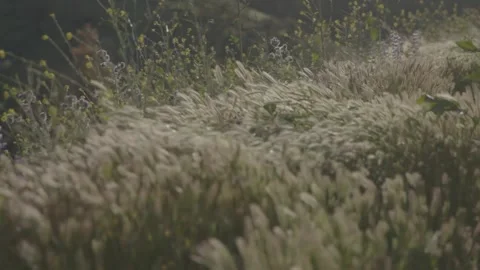 WildflowersMalibu Stock Footage 130680839