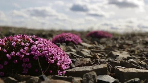 Wildflowes in Canada Arctic Stock Footage 79275407