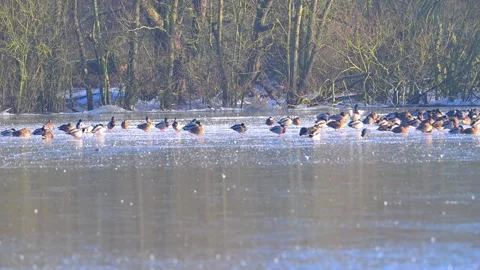 Wildfowl at Denaby Ings. Stock Footage 321469758