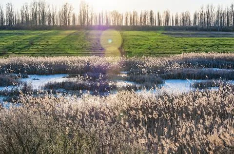 Wildgrass on the swamp in spring. 스톡 사진