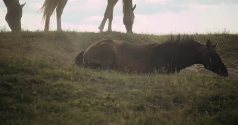 Wildhorse Bathing In Dust Video stock 140351082