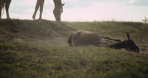 Wildhorse Bathing In Dust Video stock 140351435