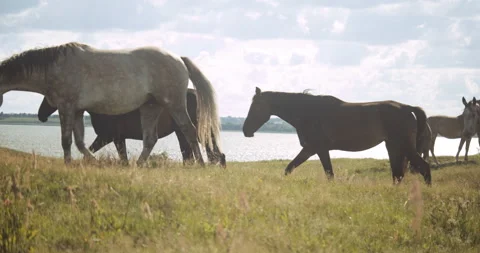 Wildhorses Walking Through Meadow Stock Footage 140349927
