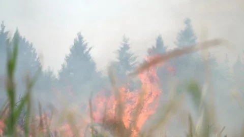 Wildland fire, trees, grass Vidéo 91009056