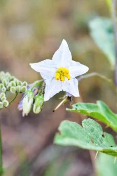 Wildlflower 스톡 사진