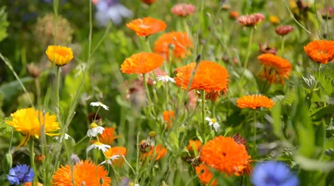 Wildlfowers Stock Footage 29489032