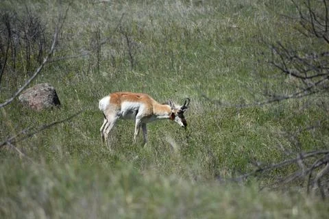 Wildlife 2 写真素材