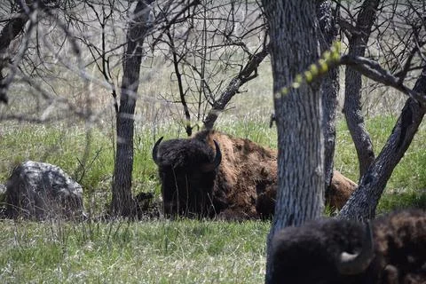 Wildlife 5 写真素材