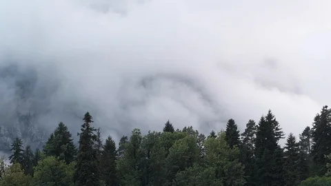 Wildlife. Above the trees, flying clouds of gray. Air movement. 스톡 동영상 112660858