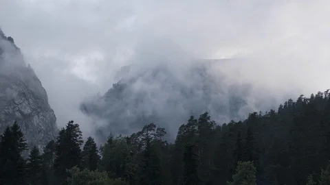 Wildlife. Above the trees, flying clouds of gray. Air movement. Vidéo 112660966