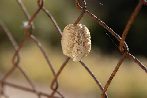 Wildlife adaptation: Mantis egg case thriving on barbed wire fence. Stock Photos