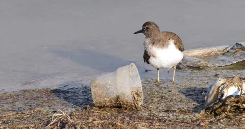 Wildlife and Environmental Pollution 스톡 동영상 331927701