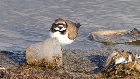 Wildlife And Environmental Pollution Stock Footage 332001282