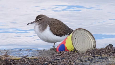 Wildlife and Environmental Pollution Vídeo Stock 337169625