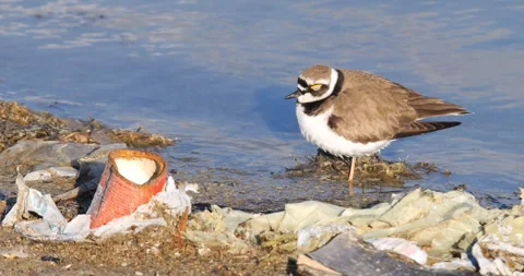 Wildlife And Environmental Pollution Stock Footage 337406890