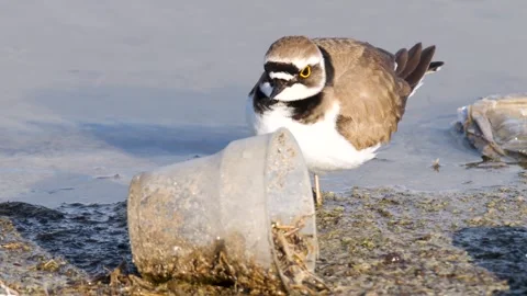 Wildlife And Environmental Pollution Vídeos de archivo 337463519