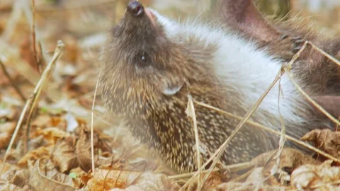 Wildlife animals - Hedgehog trying to scratch off harvest mites Stock Footage 152721086