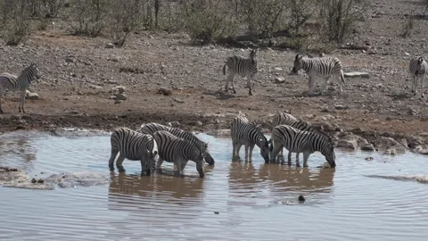 Wildlife. Animals. Herd of Zebra drinking water from a pond in Etosha National Stock Footage 148208760
