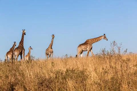 Wildlife animals Stock Photos