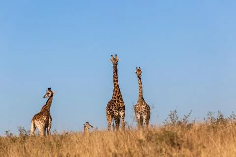Wildlife animals Stock Photos