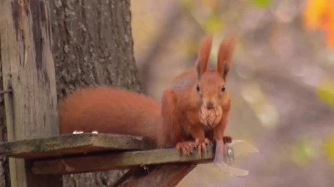 Wildlife animals - squirrel don't know what to do 動画素材 146738171