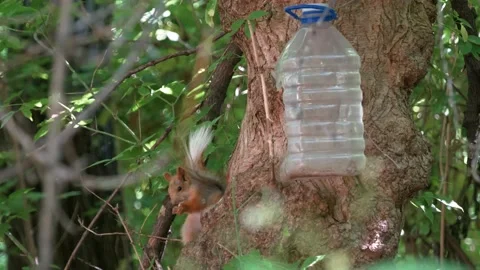 Wildlife animals: squirrel eats from feeder Stock Footage 200956484