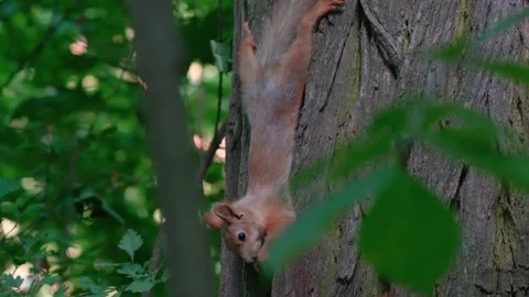 Wildlife animals: squirrel eats upside down Stock Footage 202606626