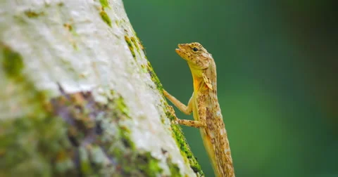 Wildlife animals of tropical rain forest. Close up view of lizard eating ants Stock Footage