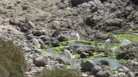 Wildlife at a beach side Stock Footage 95237885