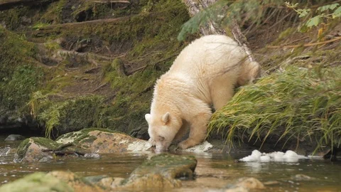 Wildlife Bears 1 库存影片 93999629