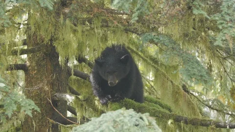 Wildlife Bears 2 库存影片 94007405