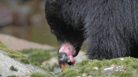 Wildlife Bears 3 库存影片 94007662