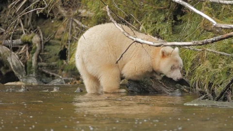 Wildlife Bears 4 库存影片 93998982