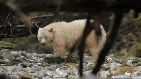 Wildlife Bears 5 库存影片 94007961