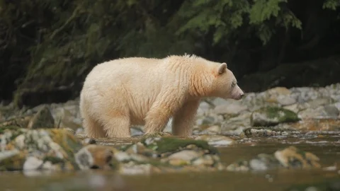 Wildlife Bears 6 库存影片 94007748