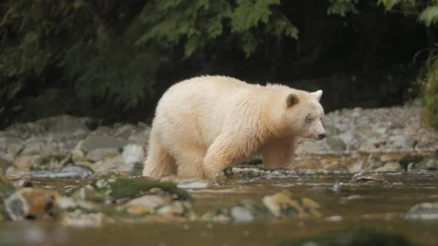 Wildlife Bears 7 库存影片 94007601