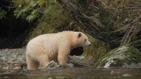 Wildlife Bears 8 库存影片 94008622