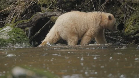 Wildlife Bears 9 库存影片 94008348