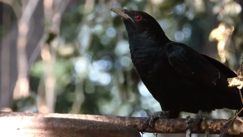 Wildlife- bird- Asian koel drinking water Video stock 144192163