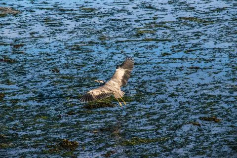 Wildlife bird Stock Photos