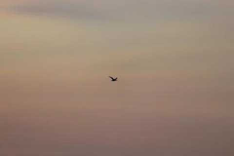 Wildlife bird Stock Photos