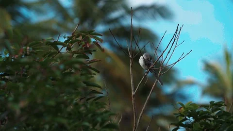 Wildlife Bird On a Tree Branch Stock Footage 128093935