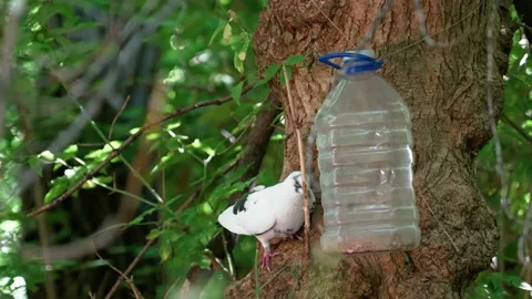 Wildlife birds: Pigeon eats from feeder Stock Footage 200424953