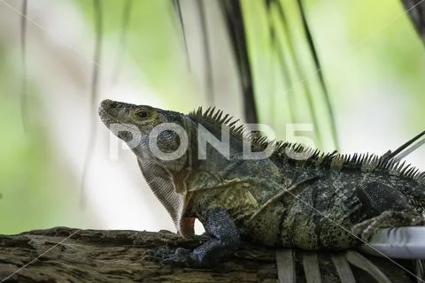 Wildlife, Black Ctenosaur in Costa Rica Stock Photos