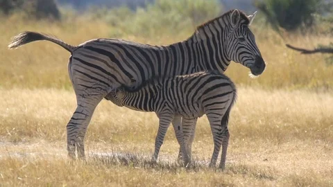 Wildlife in Botswana Stock Footage 101697096