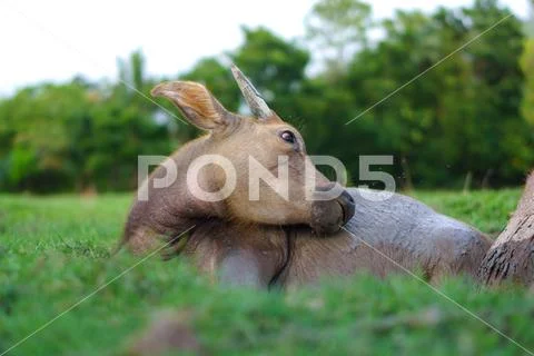 Wildlife Buffalo muddy body Stock Photos