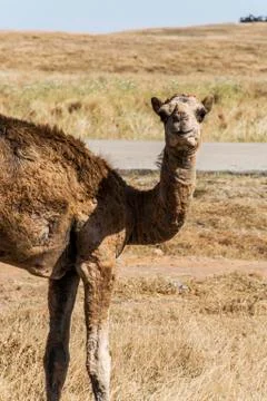 Wildlife Camel looking inside Camera Oman salalah landscape Arabic 11 Stock Photos