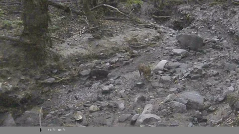 Wildlife Camera Footage of a Wild Fox in Forest Stream Bed Stock Footage 340745517